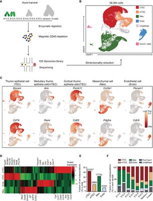 The Lineage Differentiation and Dynamic Heterogeneity of Thymic Epithelial Cells During Thymus Organogenesis